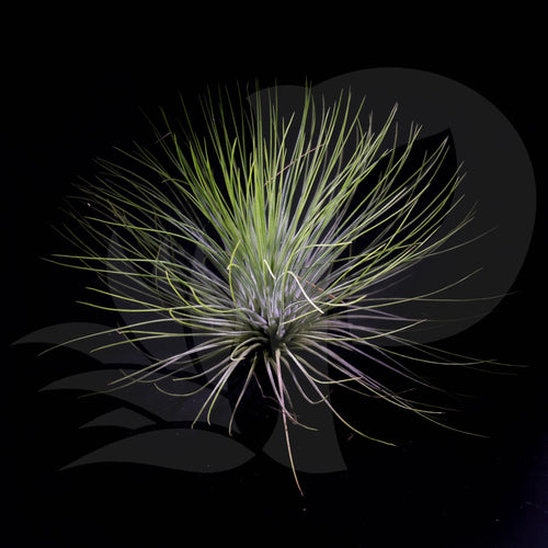 Tillandsia andreana (Big) beautiful airplant for sale