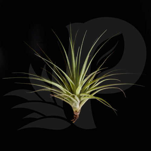 Tillandsia Tropic Skye (aeranthos x gardneri), beautiful airplant for sale